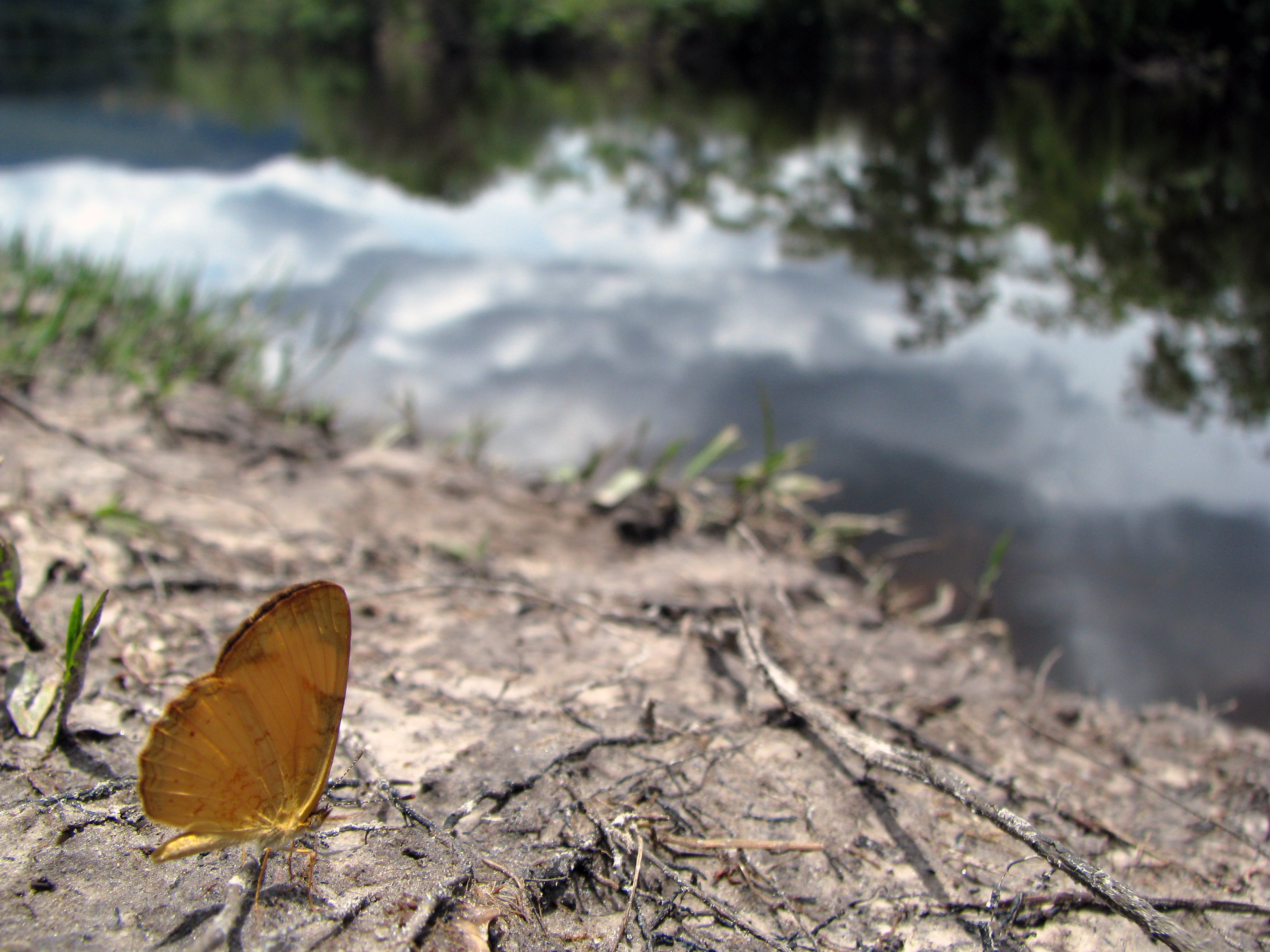 Amarela - 2011-10-19